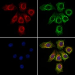 Invitrogen ITLN1 Polyclonal Antibody 100 &mu;L | Buy Online | Invitrogen&trade; | Fisher Scientific