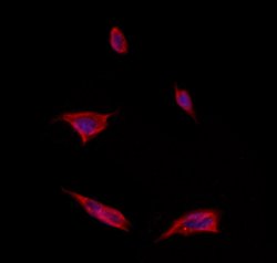 Invitrogen ITLN1 Polyclonal Antibody 100 &mu;L | Buy Online | Invitrogen&trade; | Fisher Scientific