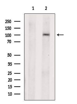 Invitrogen SLC39A6 Polyclonal Antibody 100 &mu;L; Unconjugated:Antibodies,