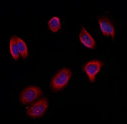 Invitrogen MTHFD1L Polyclonal Antibody 100 &mu;L; Unconjugated:Antibodies,