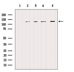Invitrogen NCKAP1 Polyclonal Antibody 100 &mu;L; Unconjugated:Antibodies,