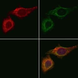 Invitrogen OPHN1 Polyclonal Antibody 100 &mu;L; Unconjugated:Antibodies,