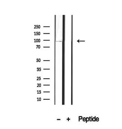 Invitrogen OPHN1 Polyclonal Antibody 100 &mu;L; Unconjugated:Antibodies,