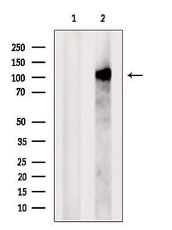 Invitrogen PACS2 Polyclonal Antibody 100 &mu;L; Unconjugated:Antibodies,