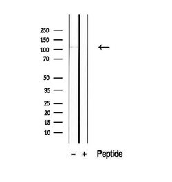 Invitrogen PACS2 Polyclonal Antibody 100 &mu;L; Unconjugated:Antibodies,