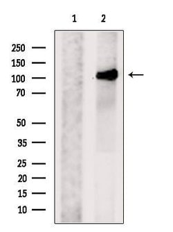 Invitrogen PACS2 Polyclonal Antibody 100 &mu;L; Unconjugated:Antibodies,