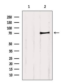 Invitrogen PCCA Polyclonal Antibody 100 &mu;L; Unconjugated:Antibodies,