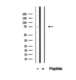Invitrogen PCCA Polyclonal Antibody 100 &mu;L; Unconjugated:Antibodies,