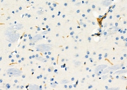 Invitrogen&trade;&nbsp;PIK3IP1 Polyclonal Antibody