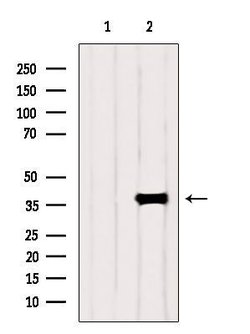 Invitrogen&trade;&nbsp;PIK3IP1 Polyclonal Antibody
