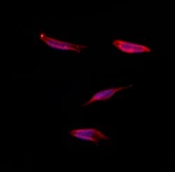 Invitrogen SGCG Polyclonal Antibody 100 &mu;L; Unconjugated:Antibodies,