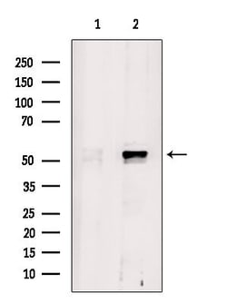Invitrogen SHMT1 Polyclonal Antibody 100 &mu;L | Buy Online | Invitrogen&trade; | Fisher Scientific