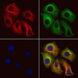 Invitrogen SLC25A46 Polyclonal Antibody 100 &mu;L; Unconjugated:Antibodies,