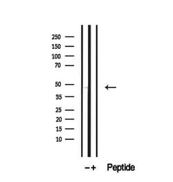 Invitrogen SLC25A46 Polyclonal Antibody 100 &mu;L; Unconjugated:Antibodies,