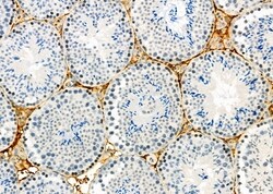 Invitrogen SPAG4L Polyclonal Antibody 100 &mu;L; Unconjugated:Antibodies,