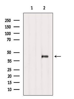 Invitrogen SPAG4L Polyclonal Antibody 100 &mu;L; Unconjugated:Antibodies,