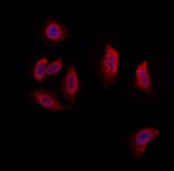 Invitrogen UFD1L Polyclonal Antibody 100 &mu;L; Unconjugated:Antibodies,