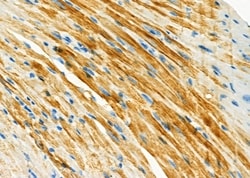 Invitrogen UFD1L Polyclonal Antibody 100 &mu;L; Unconjugated:Antibodies,