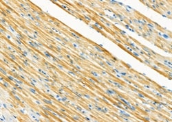 Invitrogen UFD1L Polyclonal Antibody 100 &mu;L; Unconjugated:Antibodies,