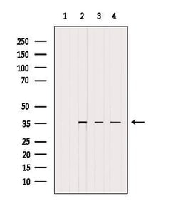 Invitrogen UFD1L Polyclonal Antibody 100 &mu;L; Unconjugated:Antibodies,