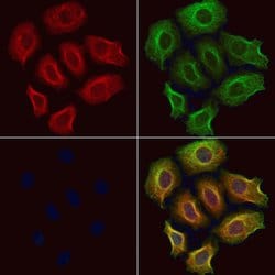 Invitrogen ZFYVE16 Polyclonal Antibody 100 &mu;L; Unconjugated:Antibodies,