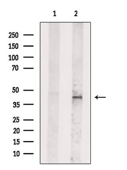 Invitrogen ID3 Polyclonal Antibody 100 &mu;L | Buy Online | Invitrogen&trade; | Fisher Scientific