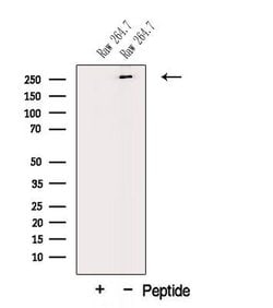 Invitrogen MUC3 Polyclonal Antibody 100 &mu;L; Unconjugated:Antibodies,
