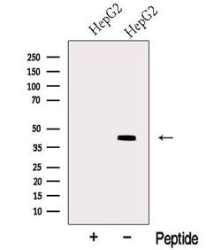 Invitrogen MTCH1 Polyclonal Antibody 100 &mu;L; Unconjugated:Antibodies,