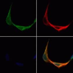 Invitrogen TMEM158 Polyclonal Antibody 100 &mu;L; Unconjugated:Antibodies,