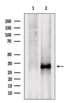 Invitrogen TMEM158 Polyclonal Antibody 100 &mu;L; Unconjugated:Antibodies,