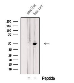 Invitrogen JMJD5 Polyclonal Antibody 100 &mu;L; Unconjugated:Antibodies,