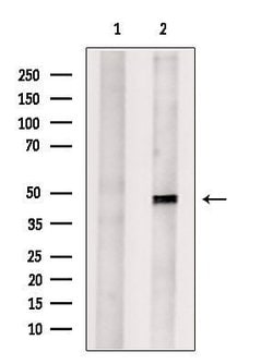 Invitrogen JMJD5 Polyclonal Antibody 100 &mu;L; Unconjugated:Antibodies,