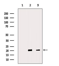 Invitrogen MFAP5 Polyclonal Antibody 100 &mu;L; Unconjugated:Antibodies,