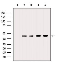 Invitrogen Neuritin Polyclonal Antibody 100 &mu;L; Unconjugated:Antibodies,