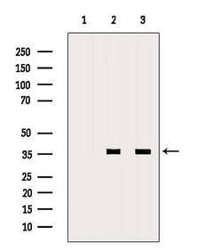 Invitrogen MSI2 Polyclonal Antibody 100 &mu;L; Unconjugated:Antibodies,