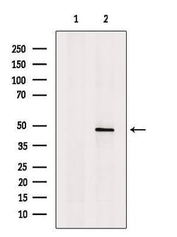 Invitrogen ACTR10 Polyclonal Antibody 100 &mu;L; Unconjugated:Antibodies,