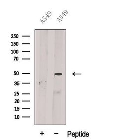 Invitrogen BPIL1 Polyclonal Antibody 100 &mu;L; Unconjugated:Antibodies,