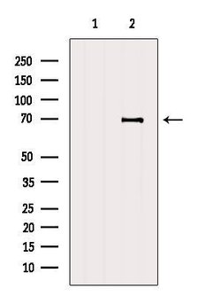Invitrogen CCDC120 Polyclonal Antibody 100 &mu;L; Unconjugated:Antibodies,