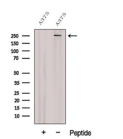 Invitrogen NG2 Polyclonal Antibody 100 &mu;L | Buy Online | Invitrogen&trade; | Fisher Scientific