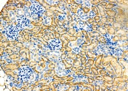 Invitrogen Cytohesin 2 Polyclonal Antibody 100 &mu;L; Unconjugated:Antibodies,