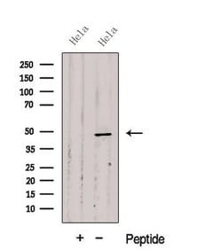 Invitrogen Cytohesin 2 Polyclonal Antibody 100 &mu;L; Unconjugated:Antibodies,