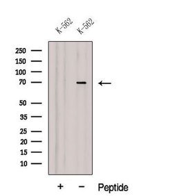 Invitrogen DARS2 Polyclonal Antibody 100 &mu;L; Unconjugated:Antibodies,
