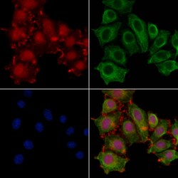 Invitrogen DZIP1 Polyclonal Antibody 100 &mu;L; Unconjugated:Antibodies,