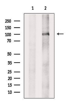 Invitrogen DZIP1 Polyclonal Antibody 100 &mu;L; Unconjugated:Antibodies,