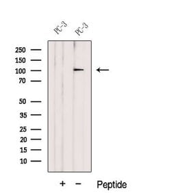Invitrogen DZIP1 Polyclonal Antibody 100 &mu;L; Unconjugated:Antibodies,