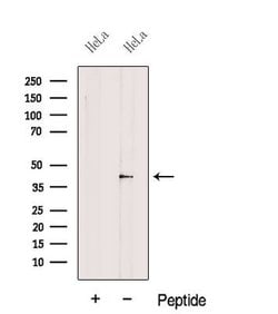 Invitrogen EIF3M Polyclonal Antibody 100 &mu;L; Unconjugated:Antibodies,