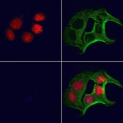Invitrogen Folliculin Polyclonal Antibody 100 &mu;L; Unconjugated:Antibodies,
