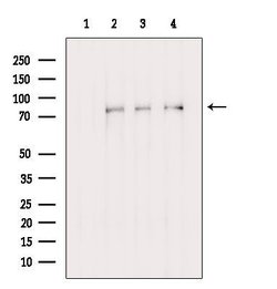 Invitrogen Folliculin Polyclonal Antibody 100 &mu;L; Unconjugated:Antibodies,