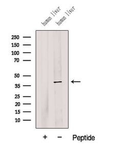 Invitrogen G6PC Polyclonal Antibody 100 &mu;L; Unconjugated:Antibodies,