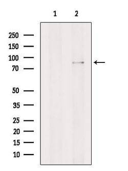Invitrogen GGCX Polyclonal Antibody 100 &mu;L | Buy Online | Invitrogen&trade; | Fisher Scientific